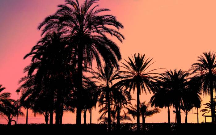 Широкоформатные обои Вечер и пальмы, Пальмы на фоне вечернего неба
