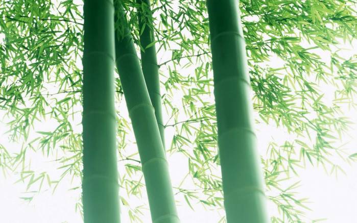 Широкоформатные обои Стебли бамбука на солнце, Бамбук в солнечных лучах