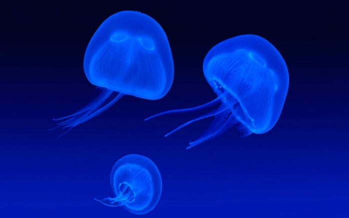 Широкоформатные обои Голубые медузы, Три голубые медузы