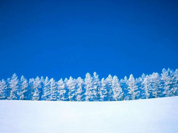 Широкоформатные обои Зимние деревья, Зимние деревья на голубом фоне