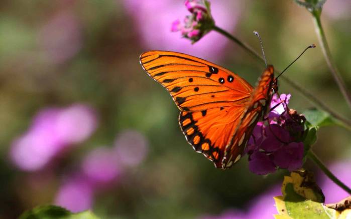 Широкоформатные обои Оранжевая бабочка, Оранжевая бабочка присела на цветок