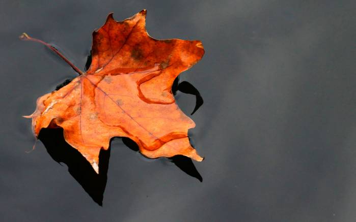 Широкоформатные обои Медленное погружение, Осенний лист в луже