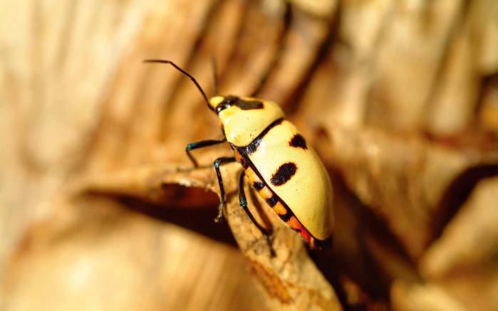 Широкоформатные обои Желтый жучок, Желтый жук ползет по дереву