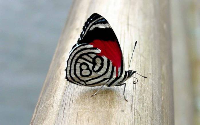 Широкоформатные обои Бабочка, Одинокая бабочка