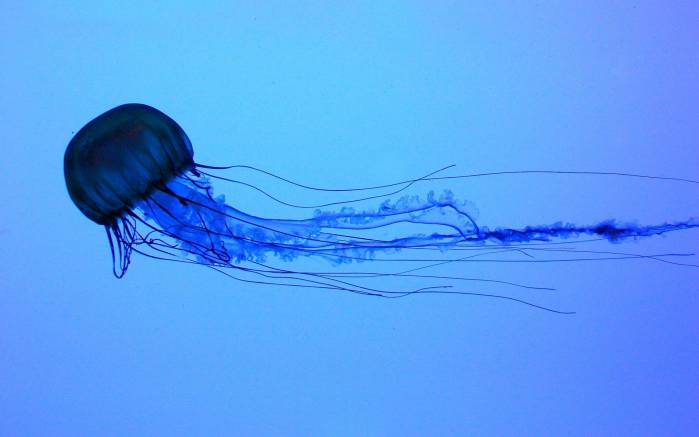 Широкоформатные обои Голубая медуза, Большая медуза под водой