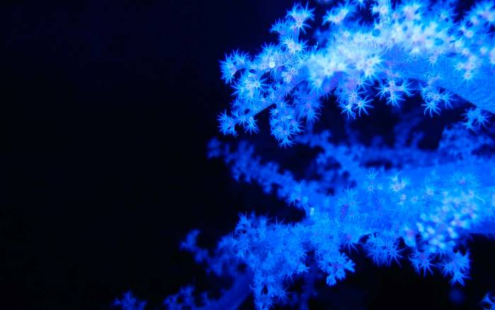 Широкоформатные обои Голубые кораллы, Флюоресцентные кораллы