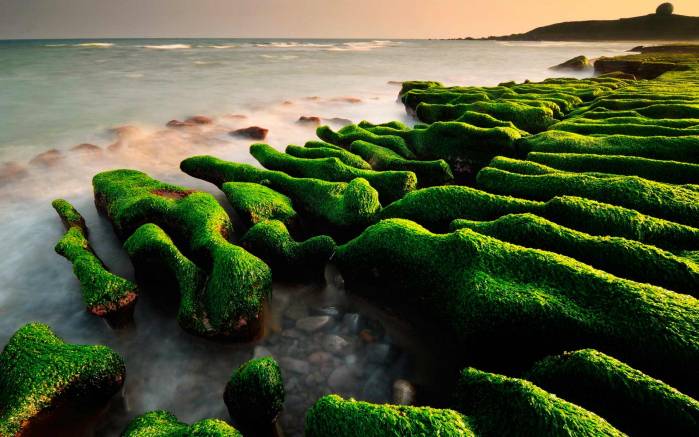 Широкоформатные обои Зеленые камни на пляже, Замшелые камни у воды