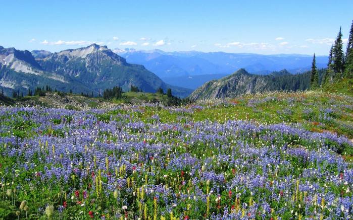 Широкоформатные обои Альпийские цветы, Цветы в Альпах