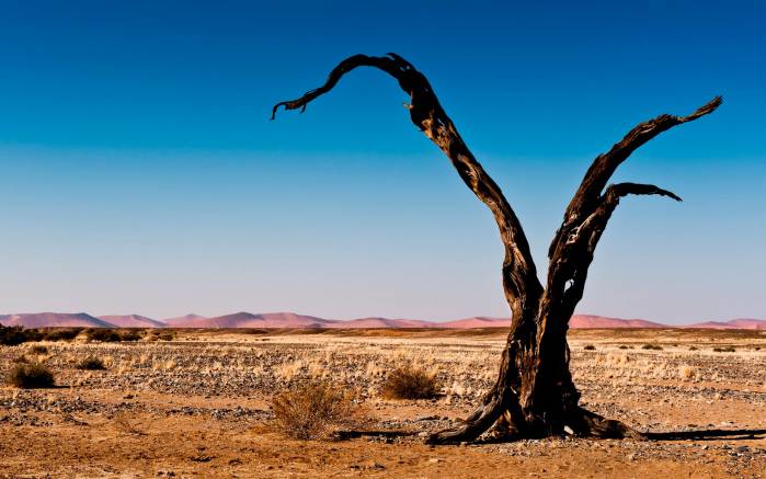 Широкоформатные обои Пустынное дерево, Сухое дерево в пустыне
