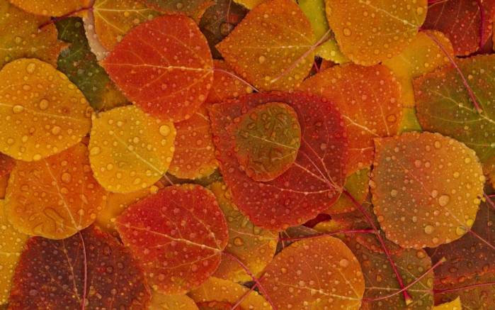 Широкоформатные обои Рыжие упавшие листья, Осенние листья в капельках росы