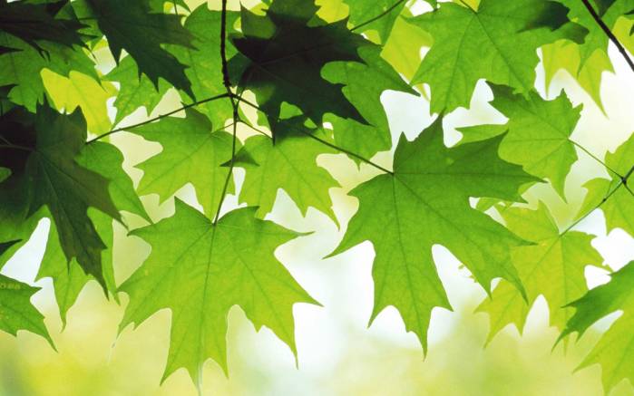 Широкоформатные обои Зеленые листики, Зеленые прозрачные листы
