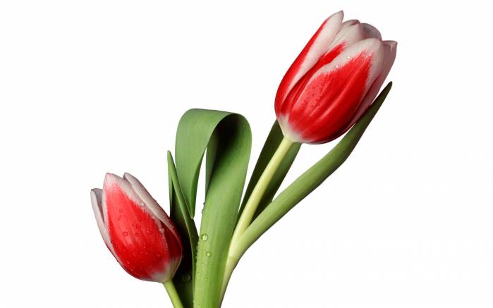Широкоформатные обои Два тюльпана, Два свежесрезанных тюльпана