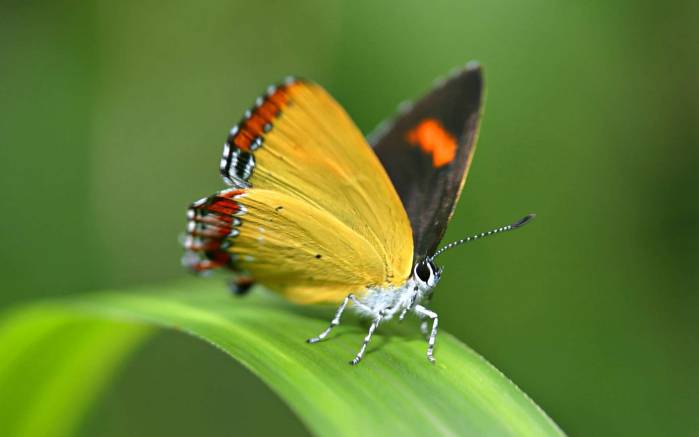 Широкоформатные обои Желтая бабочка, Желтая бабочка, сидящая на зеленой траве