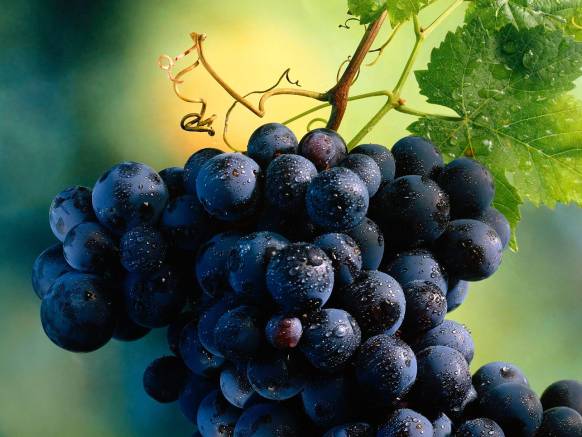 Широкоформатные обои Вкусный виноград, Синий виноград