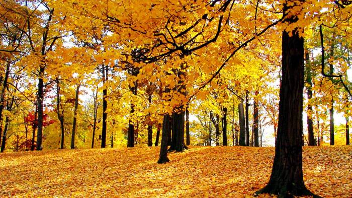 Широкоформатные обои Мечтающая осень, Заколдованный лес
