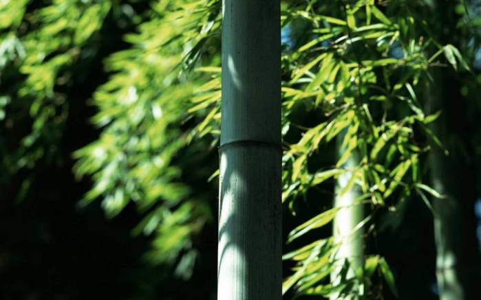 Широкоформатные обои Бамбуковые листья и тени, Стебель бамбука