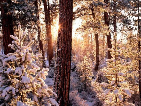 Широкоформатные обои Орегонская зима, Орегонская зима в лесу