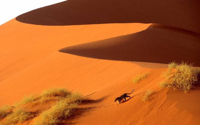 Широкоформатные обои Пересекая пески пустыни, Тигр в пустыне