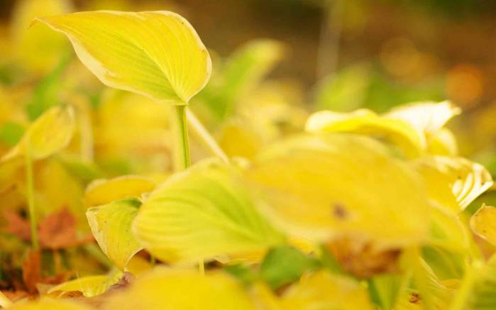 Широкоформатные обои Желтая листва, Желтая листва садовых цветов