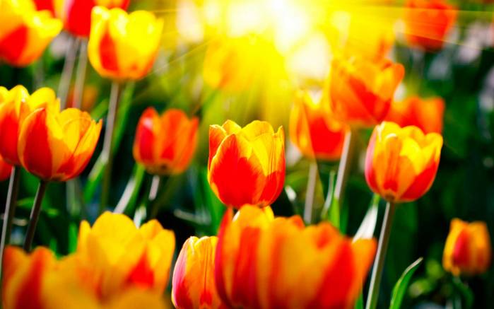 Широкоформатные обои Желто-красные тюльпаны, Тюльпаны яркого цвета