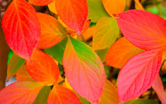 Широкоформатные обои Осенние листья, Разноцветные осенние листья