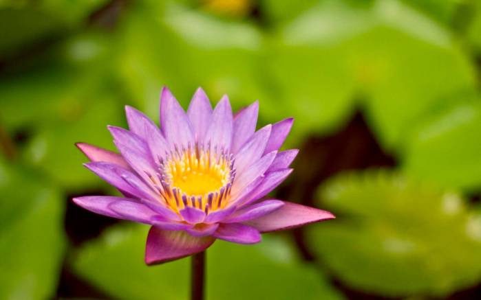 Широкоформатные обои Пурпурная водяная лилия, Водяная лилия на зеленом