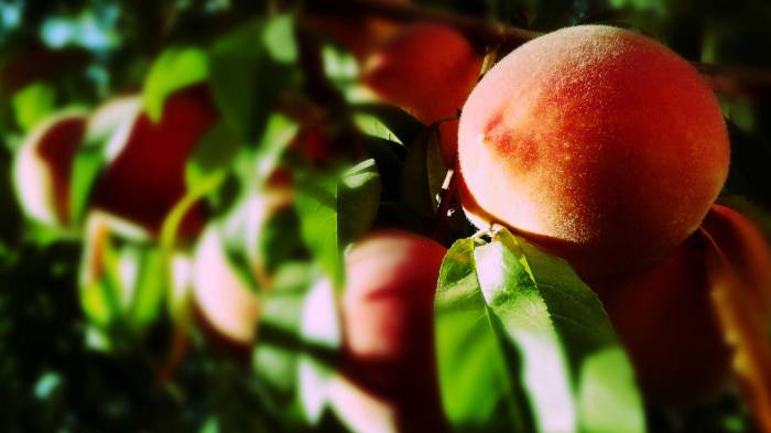 Широкоформатные обои Сладкие персики, Летние фрукты