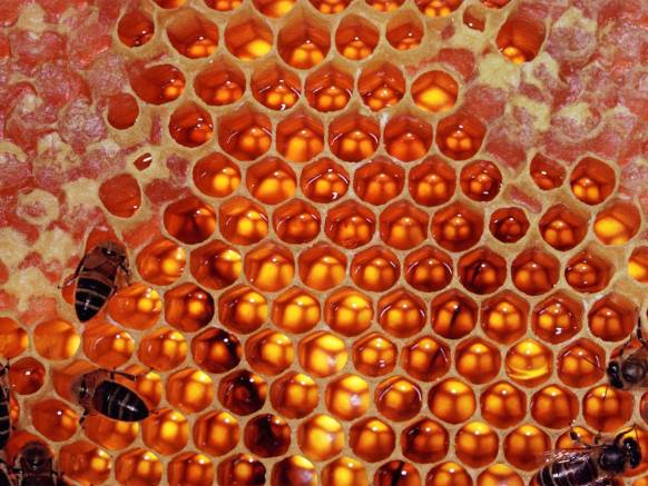 Широкоформатные обои Пчелиные соты, Пчелиные соты с медом