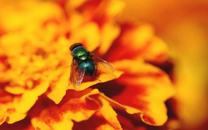 Широкоформатные обои Зеленая муха на цветке, Муха на оранжевом цветке