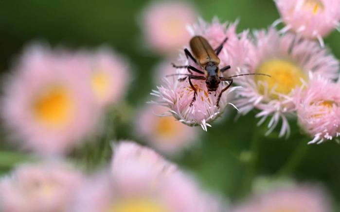 Широкоформатные обои Коричневый жучок Широкоформатные обои Коричневый жучок, Коричневый жук на розовом цветке
