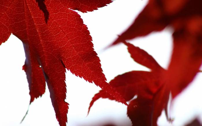 Широкоформатные обои Красные листья, Красные осенние листья
