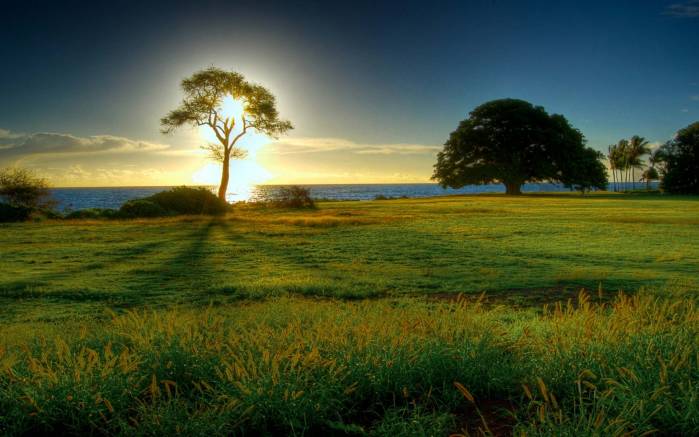 Широкоформатные обои Солнце за деревом, Закат солнца