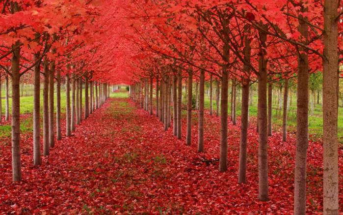 Широкоформатные обои Красная дорожка, Красная дорожка из листвы