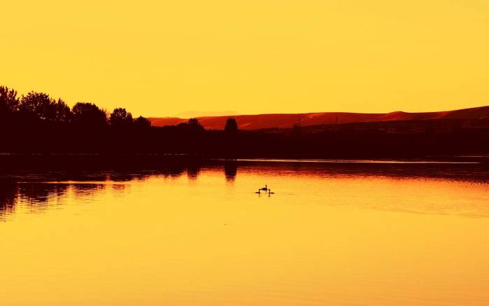 Широкоформатные обои Лебеди на закате, Лебеди в озере