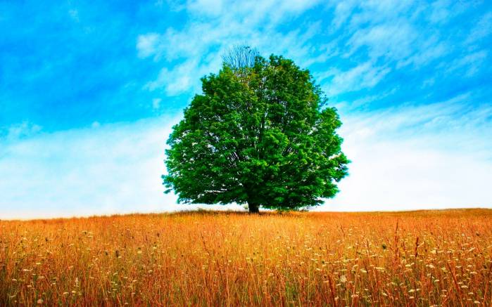 Широкоформатные обои Одинокое дерево, Одинокое зеленое дерево в поле