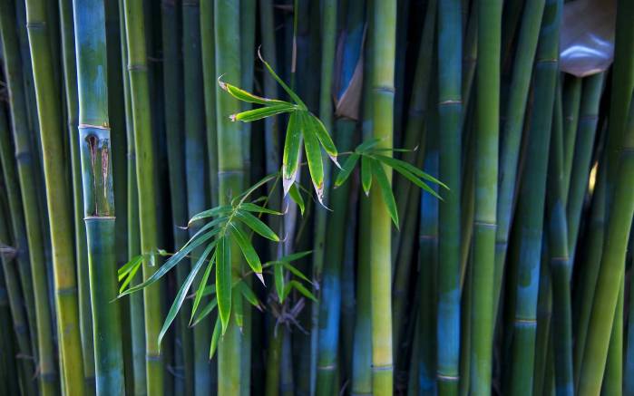 Широкоформатные обои Бамбуковые листья, Бамбук с листьями