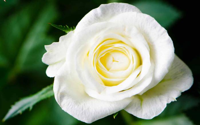 Широкоформатные обои Белая роза, Белая роза расцветает