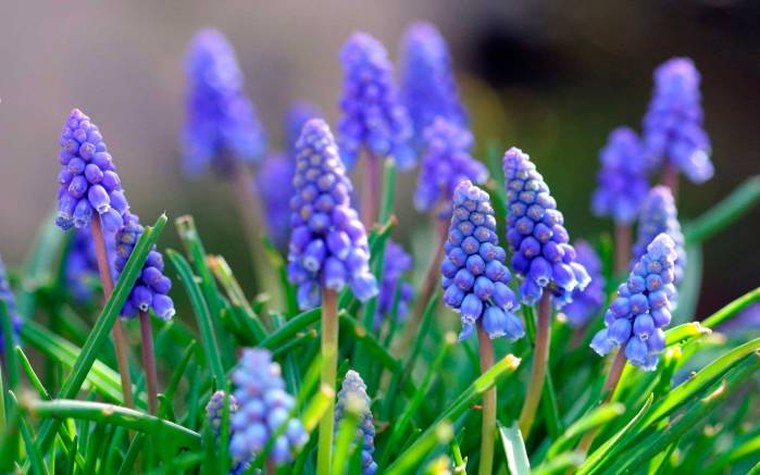 Широкоформатные обои Голубые горные цветы, Цветы в горах