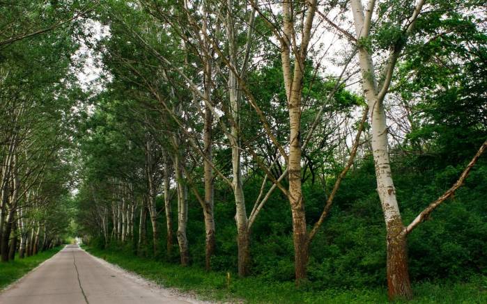 Широкоформатные обои Деревья вдоль дороги, Туннель из деревьев