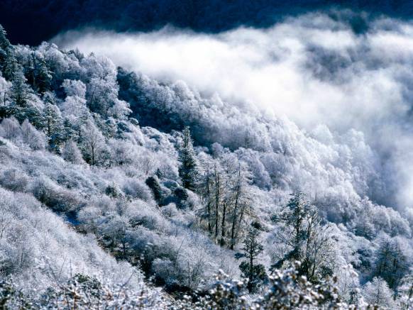 Широкоформатные обои Замерзшие деревья, Замерзшие деревья на склоне