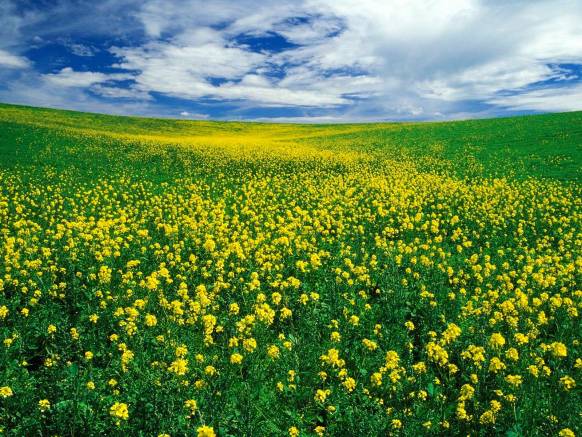 Широкоформатные обои Желтое поле, Желтое цветочное поле