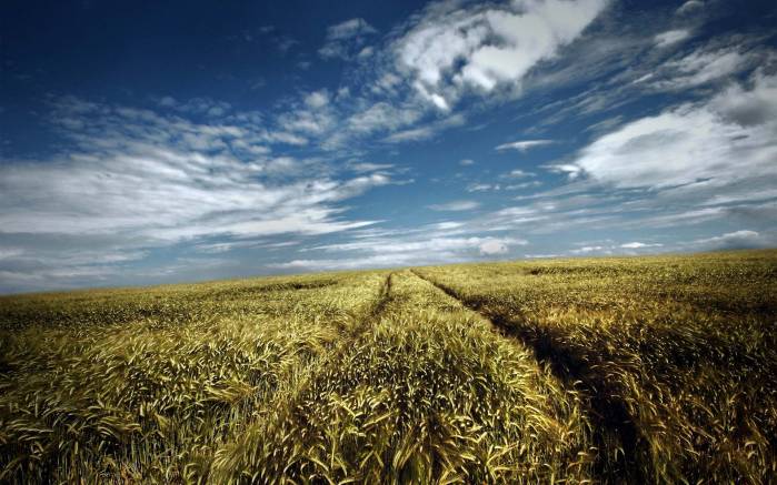 Широкоформатные обои Поле пшеницы, Пшеничное поле