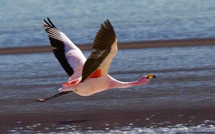Широкоформатные обои Полет фламинго, Полет фламинго над водоемом