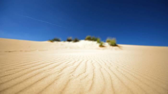 Широкоформатные обои Песчаная трава, Жизнь в пустыне