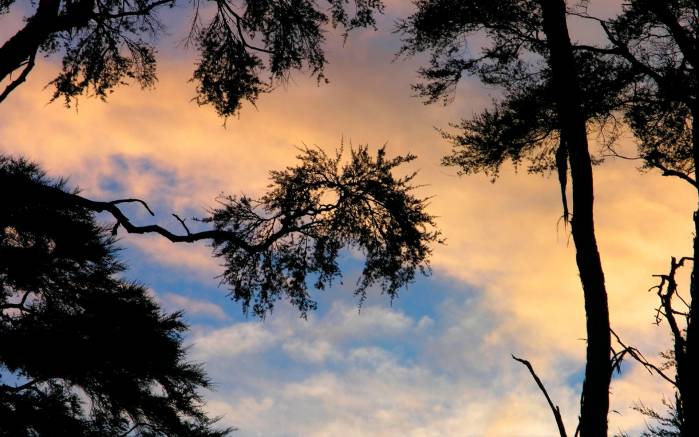 Широкоформатные обои Солнечный закат, Закат солнца на фоне ветвей дерева