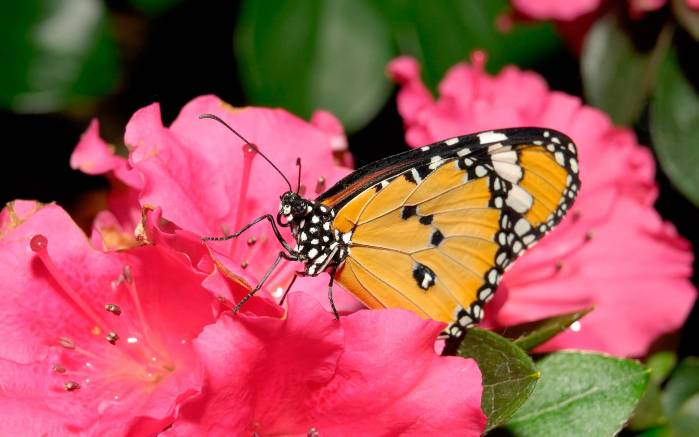 Широкоформатные обои Бабочка на розовом цветке, Оранжевая бабочка на цветке