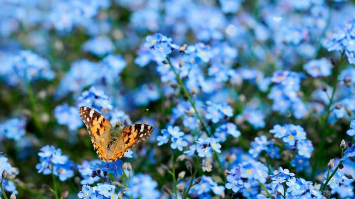 Широкоформатные обои Бабочка и цветы, Бабочка над полем с цветами