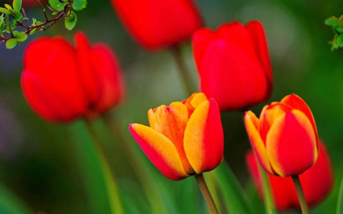 Широкоформатные обои Яркие тюльпаны, Ярко красные тюльпаны