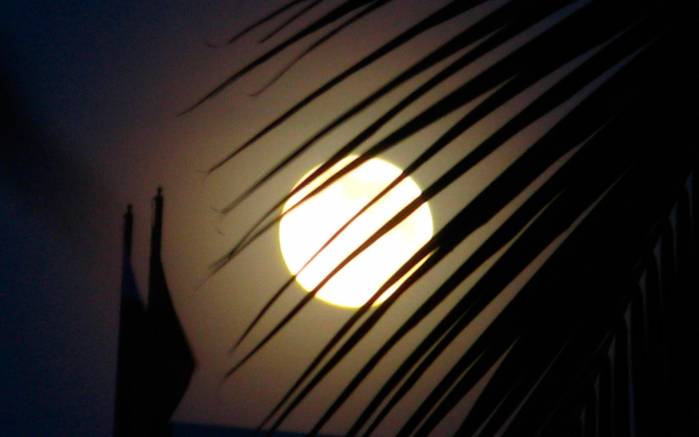 Широкоформатные обои Вчерашняя луна, Луна сквозь лист пальмы