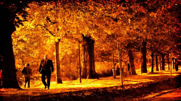 Широкоформатные обои Золотая осень, Парк в золотом освещении осени